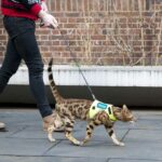 Seeing-eye cat narrowly avoids grisly train death